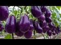 The Secret of Abundant Eggplants From Tiny Seedlings to a Farm Full of Giant Purple Harvest