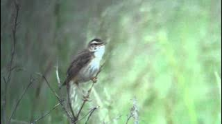 Sedge Warbler singing at RSPB Saltholme