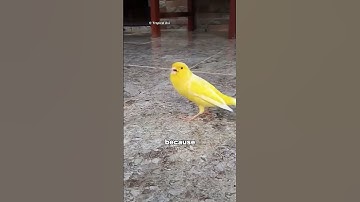 Why Coal Miners Bring Canary Bird In Coal Mine🤔#shorts#youtubeshorts#canarybird