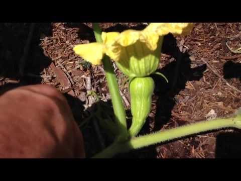 Video: Butternut Moliūgas (Waltham Butternut Squash) Yra Nuostabiai Skani Veislė