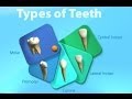Teeth types  functions for kids kindergartenpreschoolers