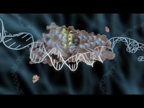 Video: Homing Endonukleaser Från Mobila Grupp I Introner: Upptäckt Till Genomteknik