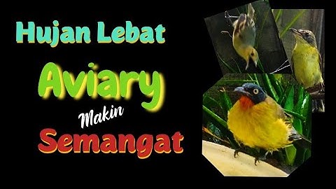 Review Aviary Saat Hujan Lebat