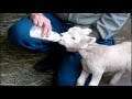 Lamb.Breast-feeding with baby bottle.子ひつじ、哺乳瓶で授乳。