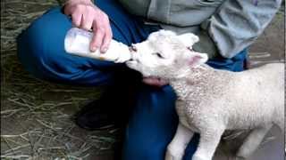 Lamb.Breast-feeding with baby bottle.子ひつじ、哺乳瓶で授乳。