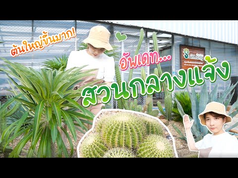 อัพเดท🌵สวนกระบองเพชรกลางแจ้ง แดดร้อย ฝนร้อย l Baifern150CM