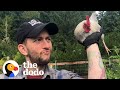 Rooster loves to leap onto his parents  the dodo little but fierce