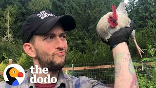 Rooster Loves To Leap Onto His Parents | The Dodo Little But Fierce