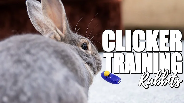 CLICKER TRAINING RABBITS