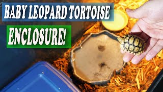 BABY LEOPARD TORTOISE SETUP!