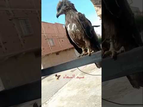 قوة الصمت عند النسر 