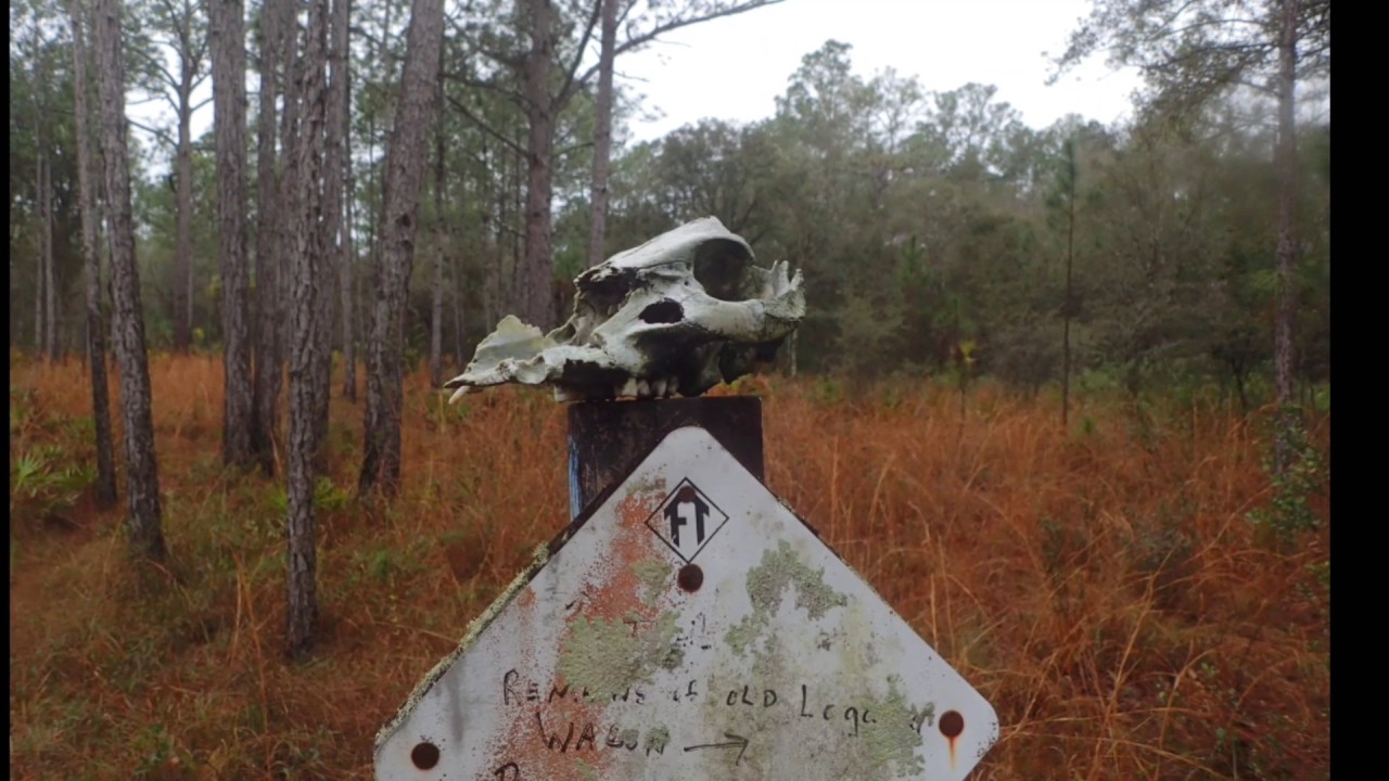 upload image Florida Trail, Green Swamp Wilderness
