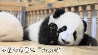 《熊貓早晚安》來自阿寶哥的“Say Hi”|  iPanda熊貓頻道