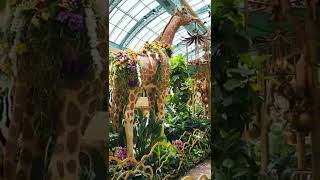 Free Things to do in Las Vegas - Bellagio Hotel Conservatory &amp; Botanical Gardens - Jungle of Dreams