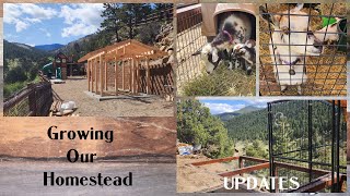 BUILDING OUR DREAMS AND OUR HOMESTEAD ONE STEP AT A TIME by Rocky Mountain Homestead with Angela 1,072 views 2 days ago 25 minutes