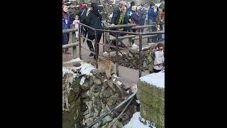 Snowy Monkey Nagano Japan