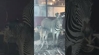 Endangered Grevy’s Zebra Conservation!!! 😍😍🦓🦓