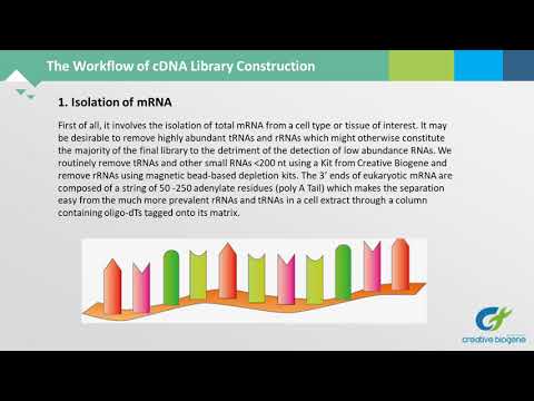 cDNA Library Construction