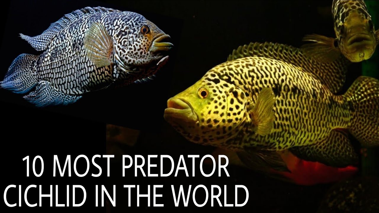 10 Most Aggressive Predator Cichlid Fish In The World