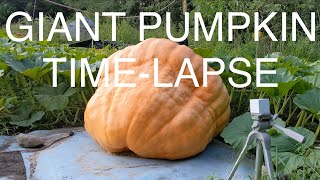 Giant Pumpkin Time-Lapse