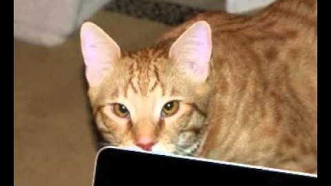 Solar Fields - The Missing