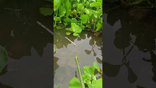 Best Float Hook fishing Big fish catching Viral video #fish #fishing #floatfishing #shorts #viral
