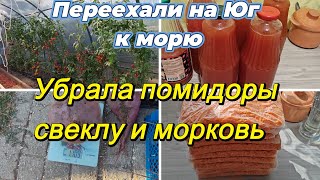 картинка: ПЕРЕЕХАЛИ НА ЮГ  К МОРЮ, УБРАЛА ПОМИДОРЫ, СВЕКЛУ И МОРКОВЬ, ТОМАТНЫЙ СОК, МОРКОВЬ В МОРОЗИЛКУ