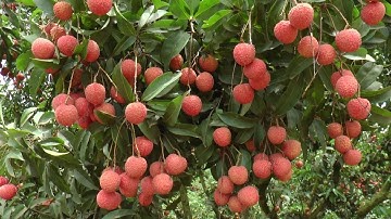 Vải Thiều Lục Ngạn 2018