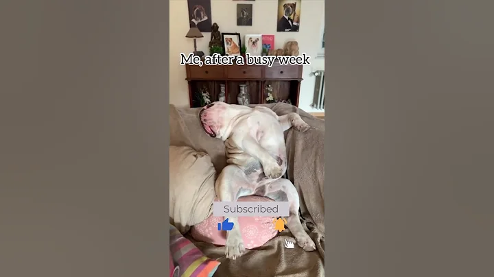 Bulldog sleeping #shorts #bulldog