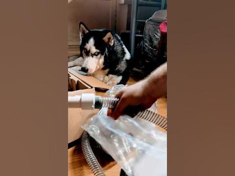 Тоби явно не нравится этот агрегат. Пылесос для собак. #хаски #собака # ...