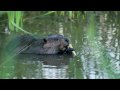 Sound of Beavers