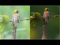 How I edit my wildlife photos || step by step tutorial || photoshop 2020 || wildlife photo editing