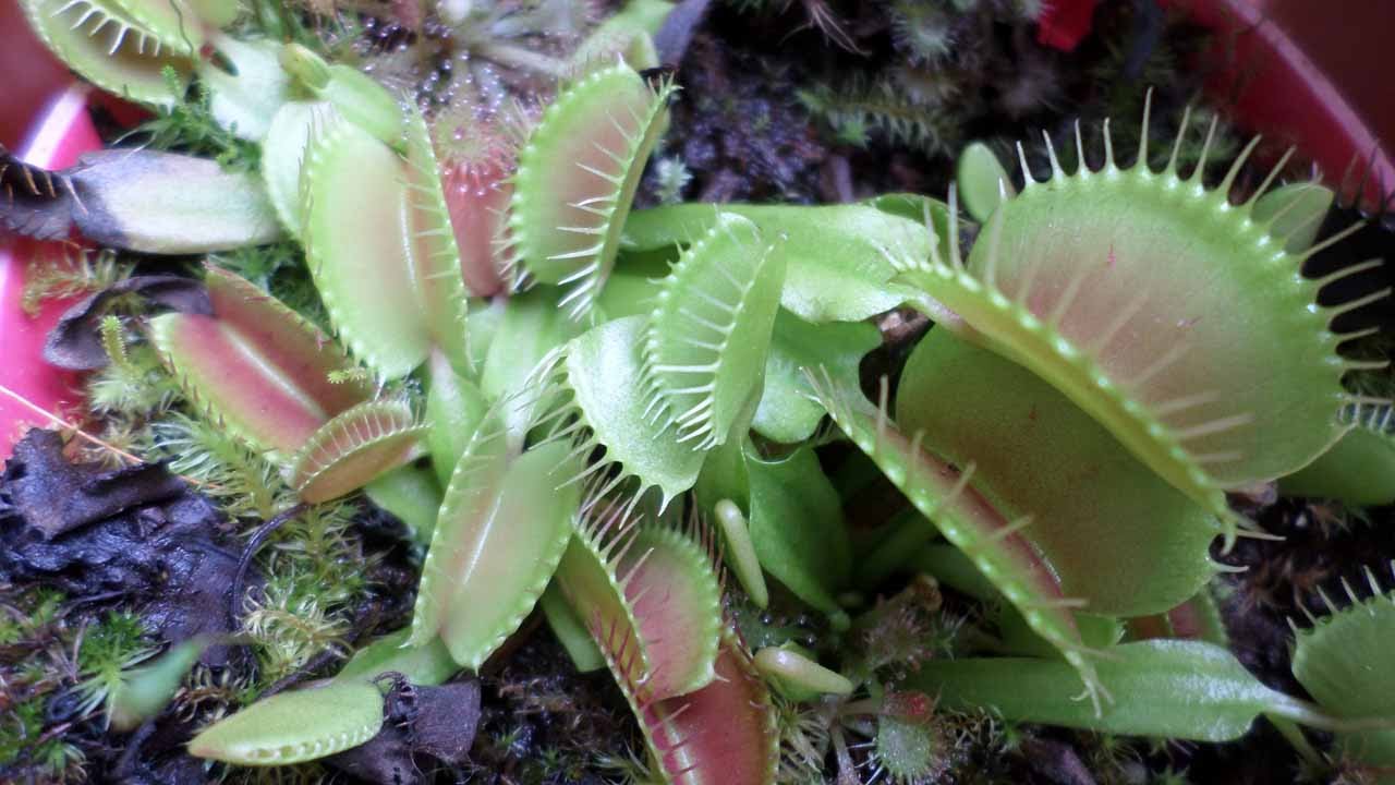 Venus flytrap VFT carnivorous plant seeds 10s Dionaea muscipula Premium Red Mix