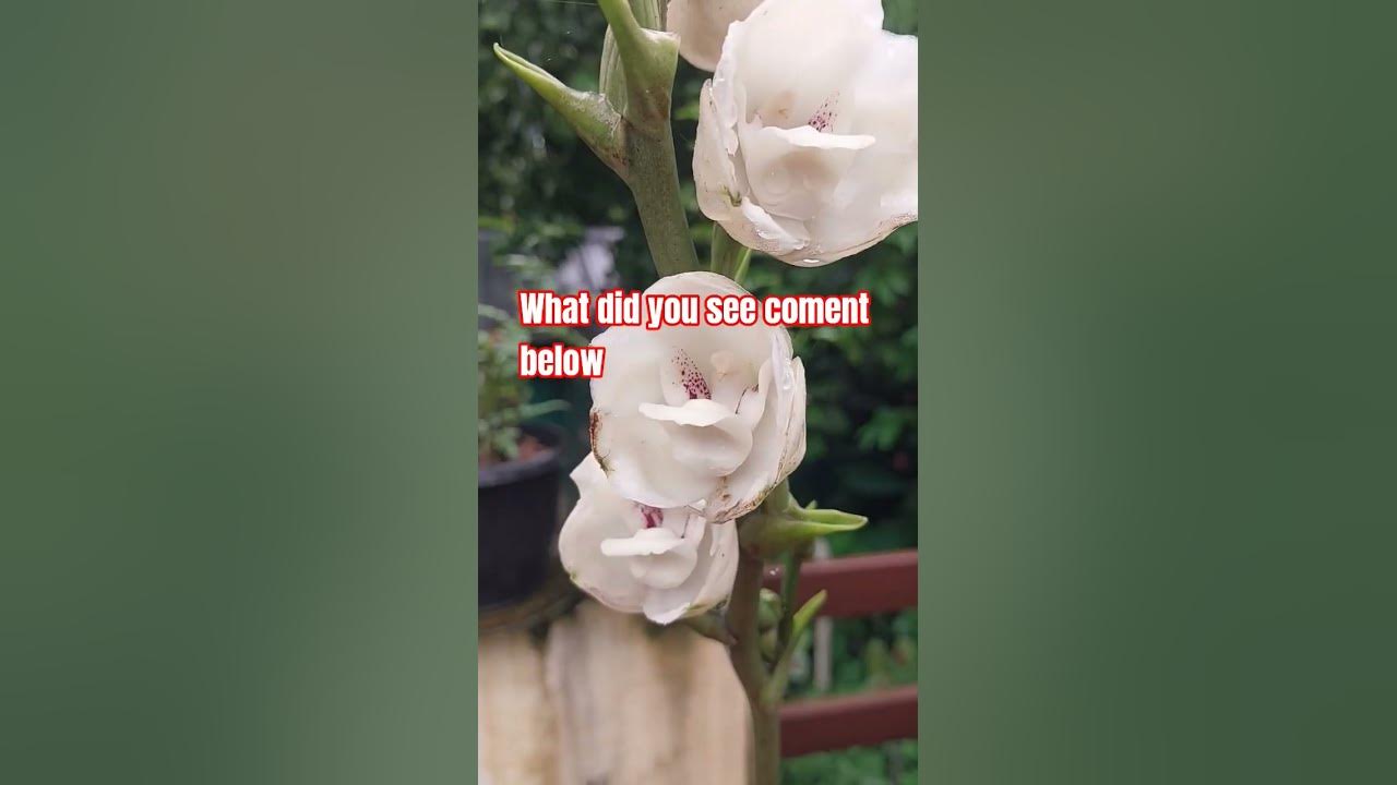 Beautiful rare dove shaped orchid peristeria elata  #orchid #flowers #viral #trending #viralvideo