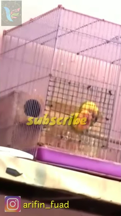 LOVEBIRD KAWIN / MAKING LOVE 2019