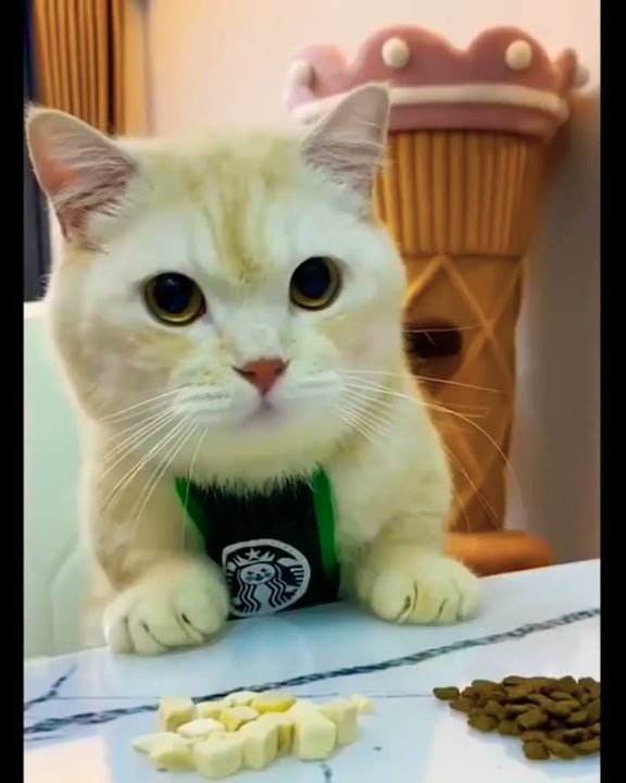 dj kucing oren#kucinglucu #kucingimut #kucing