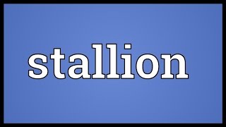 Stallion Meaning