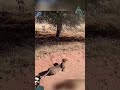 Abe Teri ye kiya hua 😦😦😦😮#video #millioniare #viralvid #animals #milliona