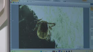 Tick research lab offers free testing for humans and pets