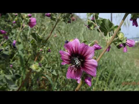 Videó: Malopa (55 Fotó): Különbségek A Virág és A Lavatera Között. Ültetés és Gondozás Nyílt Terepen. Malopa Lila és Három Bemetszésű, Más Típusú. Magvakból Termesztve