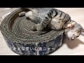 プチDIY★簡単猫の爪とぎ＆やんちゃなローリエ