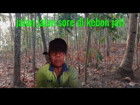 jalan jalan sore di kebon jati