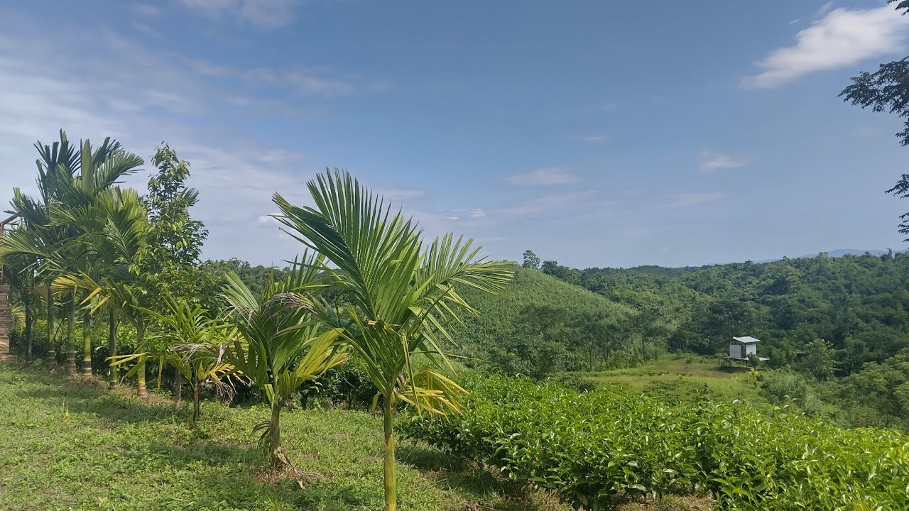 Mokokchung: Jemdangang Green Tea to hit markets soon | Wameken Valley | Tuli