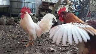 Smallest rooster patrolling in the backyard - Rooster and chickens - Chicken Sounds