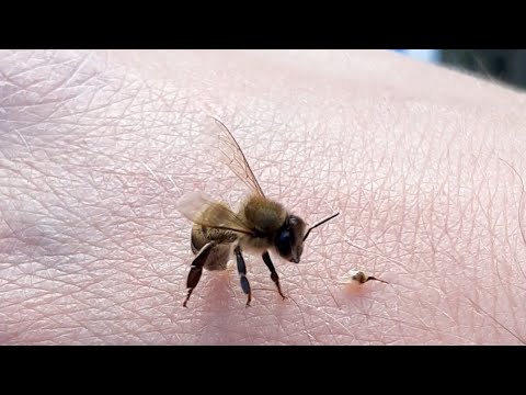 Video: Uzun ayaqlı arılar sancır?