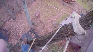 Rigging limbs over house. Stihl ms193t