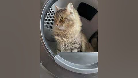 Is Litter-Robot 4 worth it? #LitterRobotReview