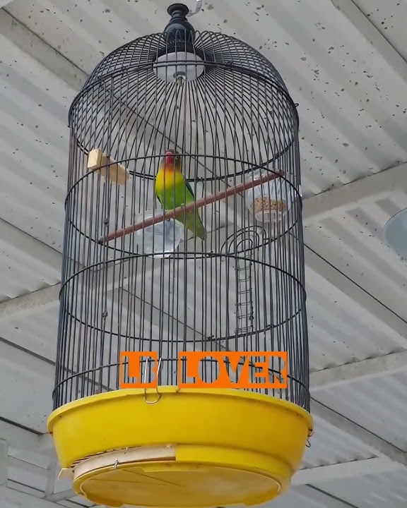 PANCINGAN LOVEBIRD JANTAN BIRAHI LANJUT BUNYI !!!