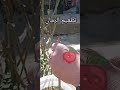 تطعيم الرمان بطريقة الشق و نسبة نجاح جد عالية 2026 Pomgranate Grenadier Grafting Greffage X Bio