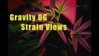 Gravity OG AAAA THC %15 - 24%--Strain Views--#thekushcrib#strainviews#TKC